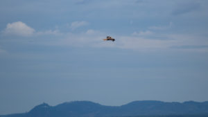 Ein Rotmilan fliegt vor dem Siebengebirge