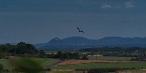 Ein Rotmilan fliegt vor dem Siebengebirge